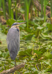 Great Blue Heron