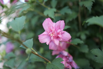 ピンク色のムクゲ