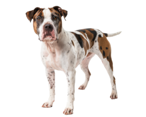 american bulldog on isolated black background.