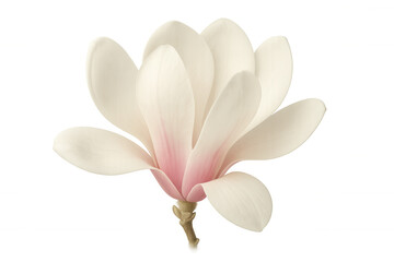 Magnolia flower blooming, showing delicate pink and white petals on transparent background, symbolizing spring and beauty