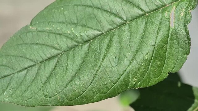 Prickly amaranth. This plant is full of benefits, curing various ailments such as dysentery, boils, vaginal discharge, respiratory disorders, bronchitis
