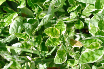 blur background or leaf background or Euphorbia tithymaloides, Euphorbia tithymaloides L or Zigzag Plant or EUPHORBIACEAE