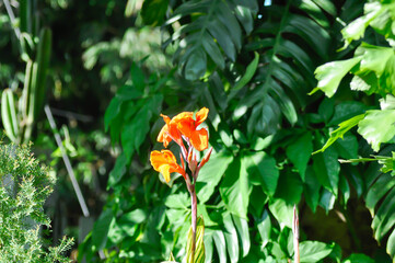 Indian shot, India short plant or India shoot or Butsarana or Cannas or Canna lily or Canna indica L or CANNACEAE plant or orange flower