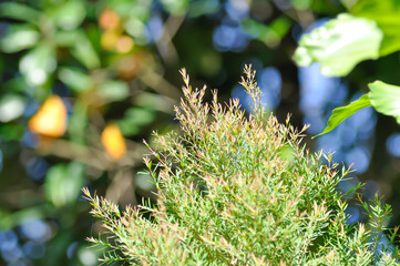 Claret Tops Honey Myrtle, Melaleuca linariifolia Claret Tops