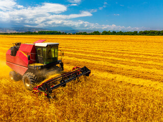 Fototapeta premium Combine harvester efficiently harvesting crops in a serene rural agricultural field. Bright sunlight enhances the peaceful atmosphere, showcasing productivity in farming.