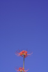 秋の青空に映える彼岸花