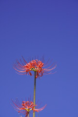 秋の青空に映える彼岸花