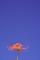 秋の青空に映える彼岸花