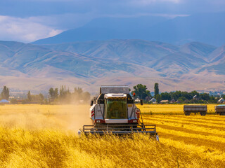 Obraz premium Combine harvester efficiently harvests crops in peaceful rural agricultural field. Two trailers await to collect abundant produce under clear blue sky in mountainous region.