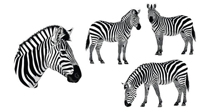 A close up of a zebras head and three full body zebras grazing in a field.