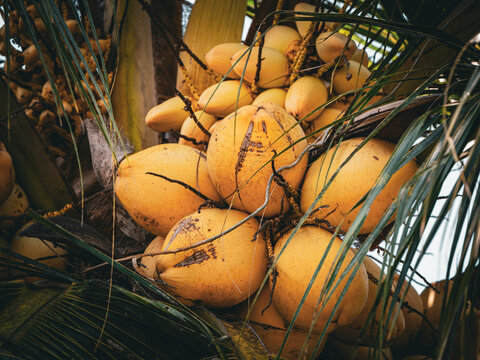 Close-up photo of coconut and coconut tree frond. View of coconut tree with hanging fruits.