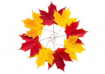 Autumn leaves arranged in a circle isolated on a transparent background