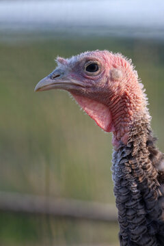 Female Turkey Portrait of Wattle