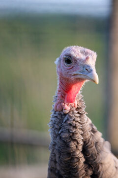 Female Turkey Portrait of Wattle