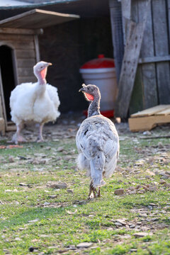 Grey Colored Femail Turkey in PA Barnyard