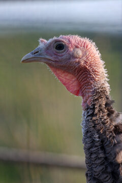 Female Turkey Portrait of Wattle