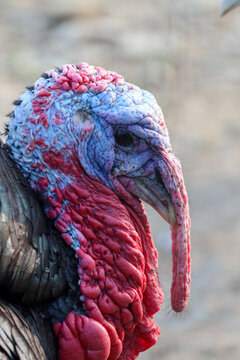 Profile of Bright Colored Snood on PA Male Turkey
