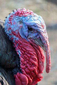 Close-Up of Bright Colored Snood on PA Male Turkey