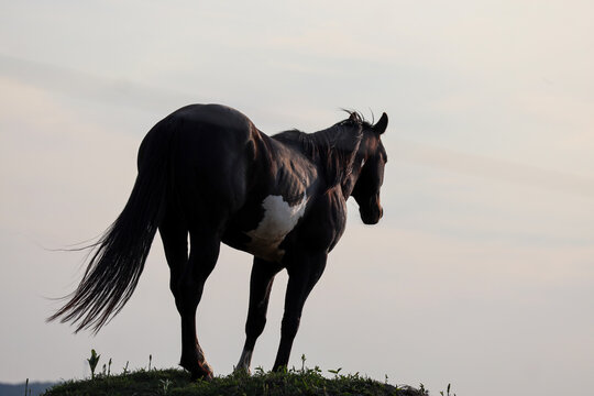 American Quarter Horse High on a Hill Clear Sky Background