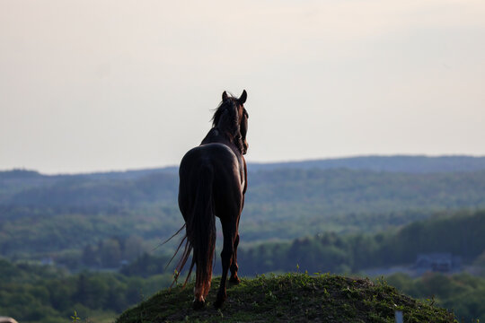 Back View of American Quarter Horse Standing Proudly on Hill in Pennsylvania Pasture