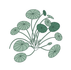 Delicate green leaves of a plant with circular shapes creating a botanical illustration
