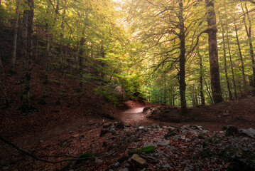 morning in the forest