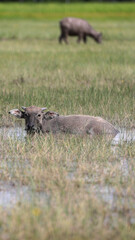 Wild brown deer mammal young in the grass and field nature