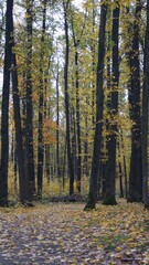 Obraz premium Serene Forest with Autumn Leaves