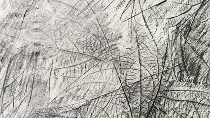 mulberry leaf drawn in pencil, leaf veins drawn with pencil, pencil drawing background material