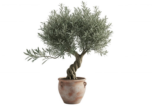 Twisted olive tree in terracotta pot isolated on a transparent background