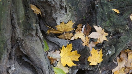 Yellow Autumn Leaves on Tree Trunk