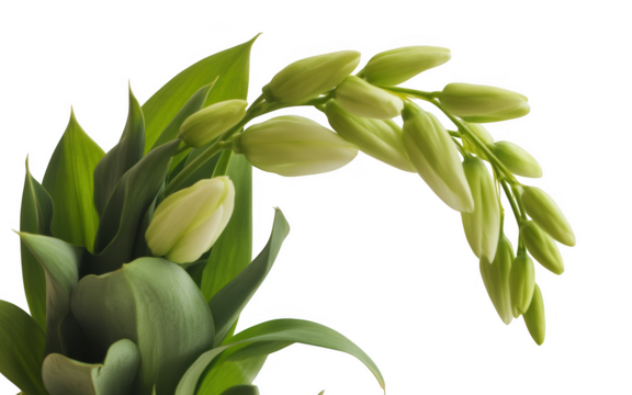 Delicate green tulip buds on a curved stem isolated on transparent background