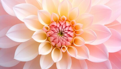 Obraz premium Top down capture of a fully opened dahlia with concentric petal geometry shaped by gentle side key on a seamless pastel backdrop with immaculate color separation