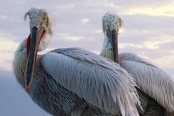 Dalmatian Pelican of Kerkini Lake