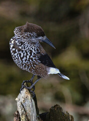 Spotted Nutcracker (Nucifraga caryocatactes) in a natural habitat