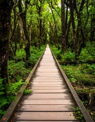 Fototapeta premium A wooden walkway stretches through a lush, vibrant forest, leading towards the vanishing point