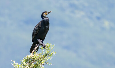 Great Cormorant (Phalacrocorax carbo) in natural habitat
