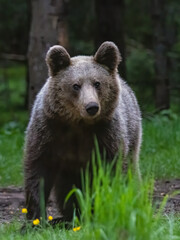 Brown Bear close up portrait in the nature
