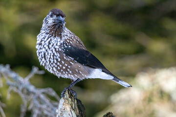 Spotted Nutcracker (Nucifraga caryocatactes) in a natural habitat