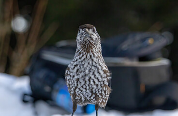 Spotted Nutcracker (Nucifraga caryocatactes) in a natural habitat