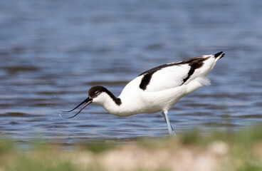 Obraz premium Pied Avocet (Recurvirostra avosetta) in a natural habitat