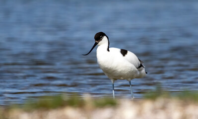 Pied Avocet (Recurvirostra avosetta) in a natural habitat