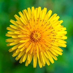 Close-up of a vibrant, bright yellow flower with intricate details