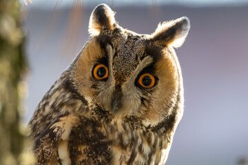 Long-eared Owl (Asio otus) sitting on tree branch