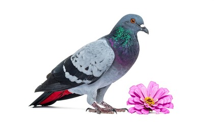 A full-body shot of a pigeon standing near a vibrant pink flower