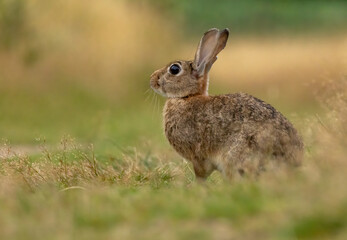 Portrait of a wild rabbit in a natural habitat