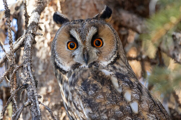 Long-eared Owl (Asio otus) sitting on tree branch
