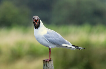 Black-headed Gull (Chroicocephalus ridibundus) in a natural habitat