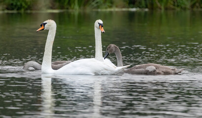 Mute swan in a natural habitat