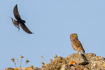 Little Owl in a natural habitat